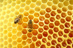 Мед-косметика от природы. Продуктый пчеловодства.